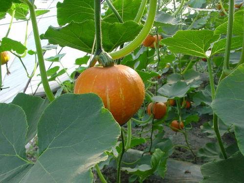 老兰瓜怎么吃 第2张 老兰瓜怎么吃 第2张